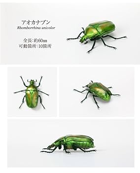 Amazon | 2種セット いきもの大図鑑 かぶとむし 07 ランキフェル